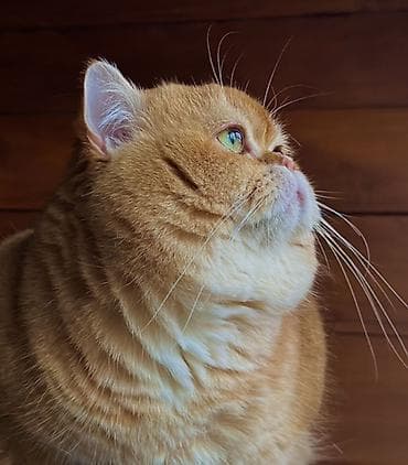 ✨ британские котята золотистой шиншиллы в поисках дома! ✨ наши малыши