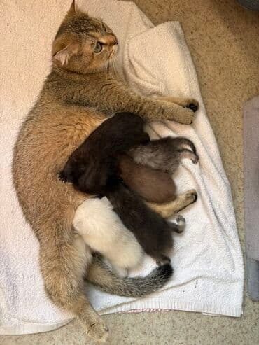 шотландская вислоухая короткошерстная кошка: Шотландские котята (мама на фото) от домашней кошки с круглыми — 3