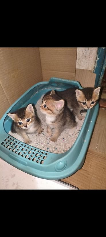 кошки бишкек: Очеровательные котята готовы - к переезду окрас - золотая шиншила, 2 — 2