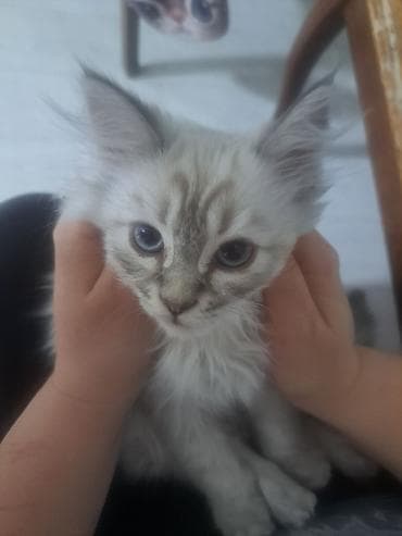 белый шотландский котенок: 4 месяца, Мальчик, Приучена к лотку — 2