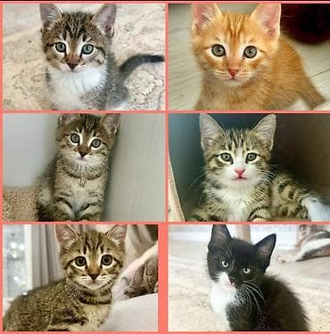 Домашние котята, 1,5 месяца, ищут любящие семьи. Лоток освоен, едят