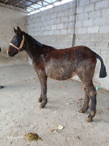 животные корова: ТАЙЛАР сатылат баасы 58 000 сом денсоолугу зынк — 10