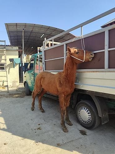 гус: Продаю | Жеребец | Для разведения — 3