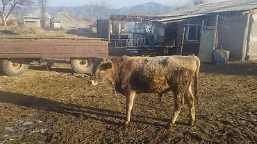 Грызуны: Продаю | Бык (самец) | Полукровка | На откорм | Привязанные — 5