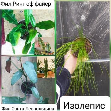 манеж балыкчы: Продаю Филодроны — 1