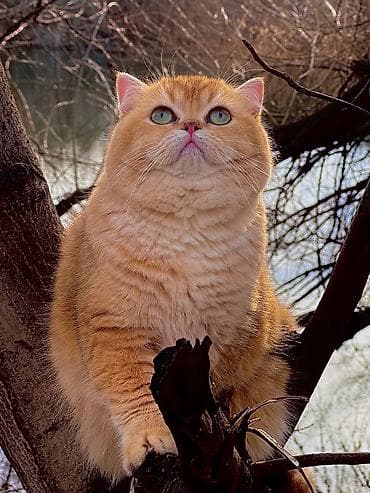 дом для животных: ✨ британские котята золотистой шиншиллы в поисках дома! ✨ наши малыши — 3