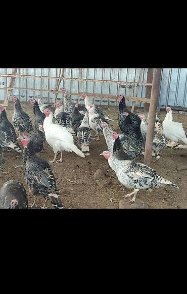 ак кеклик: Сатам | Ургаачы күрп (ургаачы) | Түндүк Кавказ | Көбөйтүү үчүн | Асыл тукумдуу — 5