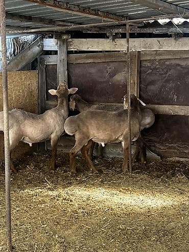 веслоухая кошка: Продаю | Баран (самец) | Арашан | Для разведения | Племенные — 9