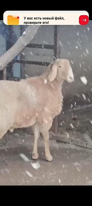 Коровы, быки: Продаю | Баран (самец) | Эдильбаевская | Для разведения | Племенные — 3