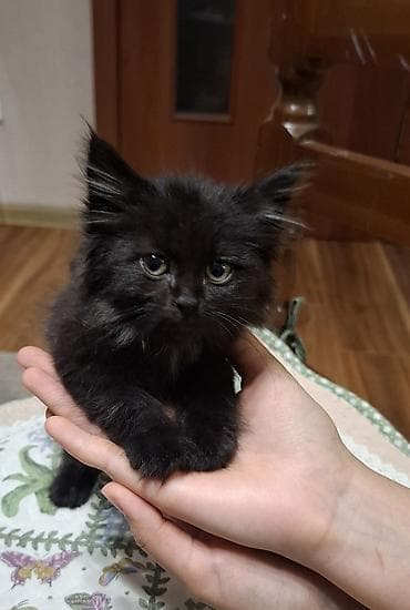 клетка доя хомяков: 1 месяц, Девочка — 2