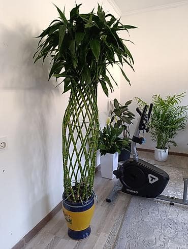 Декоративный комнатный бамбук (Dracaena sanderiana, «счастливый