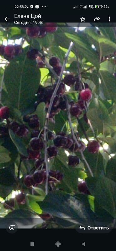 продаю дом кара балта: Дом, 5 м², 5 комнат, Собственник, Косметический ремонт — 27