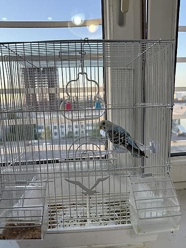 Клетка для волнистого попугая с аксессуарами - Материал at lalafo.kg Клетка для волнистого попугая с аксессуарами - Материал