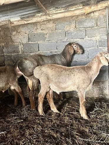 А/ч жаныбарлары үчүн тоюттар: Сатам | Кочкор (эркек) | Аргын, Арашан | Көбөйтүү үчүн | Асыл тукумдуу — 2