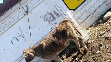 продаю музоо торпок корова самка бык самец айрширская ангус алатауская на забой для разведения на откорм племенные нетель привязанные: Сатам | Кунаажын | Бордоп семиртүү үчүн | Байланган — 3