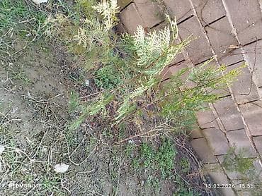 цветы петунии: Сразу жерден казып берем чоң кичине аркандай . баалары 350 сомдон — 6