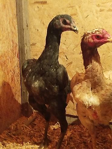 дончак кулун: Сатам | Тооктор — 3