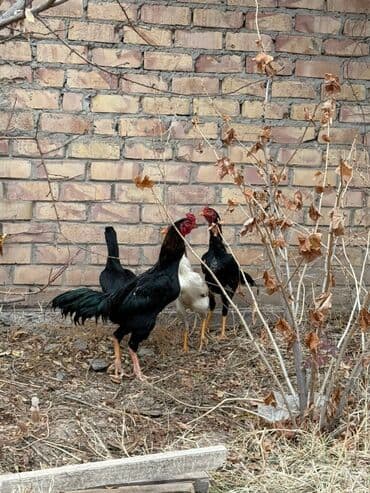 дойный корова: Продаю | Петух | Дакан | Для разведения — 7