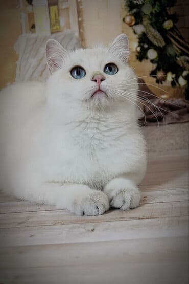 сколько стоит вислоухий кот: Британская короткошёрстная, 5 месяцев, Мальчик, Золотая шиншилла, С прививками — 6