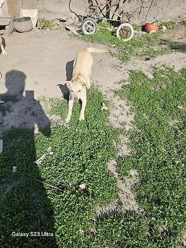 Сучка даром 3 месяца Собака среднего размера, светло-бежевого окраса