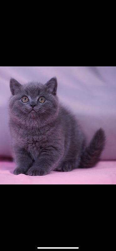 животные котята: Британская короткошёрстная, 1 месяц, Мальчик, Голубой — 3