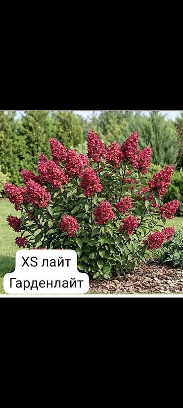 Гортензии: Саженцы — 6