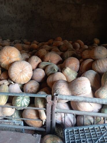 продаю овец: Тыквы продовольственные, сортовые, крупноплодные. - Разные формы — 1