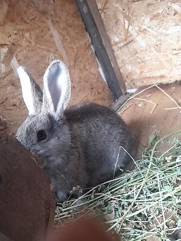 кролик бабочка: Продаю | Кролик самец | Фландр | Для разведения — 4