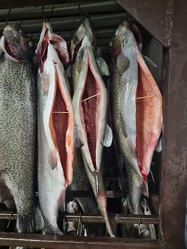 допер кой: Форель радужная потрошёная, раскрытая «книжкой» на подвесах (под — 4