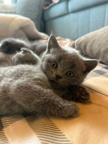 отдам даром вислоухого котенка: Шотландский котенок ( девочка) 7 недель. К лотку приучены. Две — 4