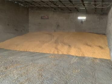 домик для животных: Кукуруза навалом - Зерно кукурузы, хранение в крытом складском — 1