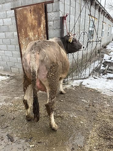 животные собаки: Продаю | Тёлка | Швицкая | Для молока | Стельные — 4