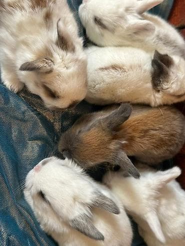 Башка жаныбарлар: Карликовые декоративные крольчата - Порода/тип: мини/декоративные — 3