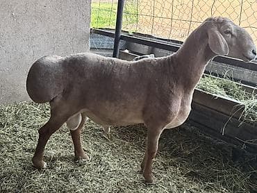 меняю на дом: Продаю | Баран (самец) | Для разведения | Осеменитель — 4