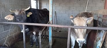 Продаю | Корова (самка) | Для разведения | Привязанные