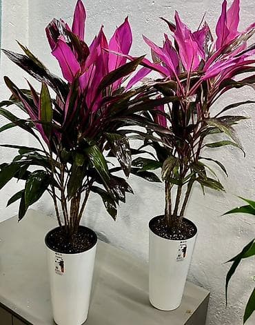 растения для офиса: Комнатные декоративные растения в кашпо Ассортимент: - Калатеи с — 6