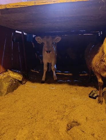 лошадь купить цена: Продаю | Тёлка | На откорм — 1