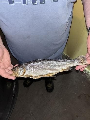 кун свет: Вяленая форель (целая, потрошённая) - Натуральная вяленая форель — 2