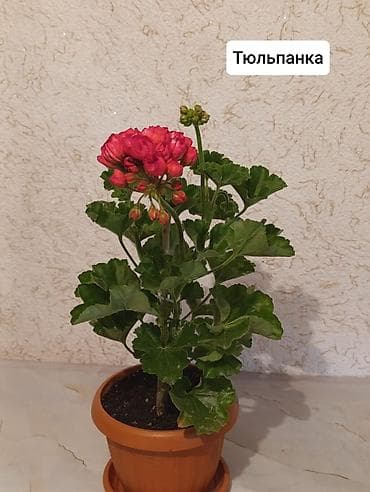 Пеларгонии (герани) сортовые в горшках: - Тюльпанка — тюльпановидные — 1