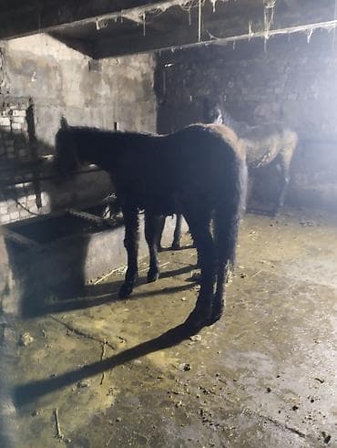 кок бору ат: Продаю | Жеребенок | Для разведения | Племенные — 3