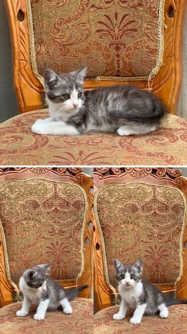 скоттиш фолд шотландская вислоухая кошка: Скотиш Страйт (Шотландиялык тик кулактуу), 2 айлык, Эркек, Биколор, Эмделген, Аргын, Лотокко барууга үйрөтүлгөн — 6