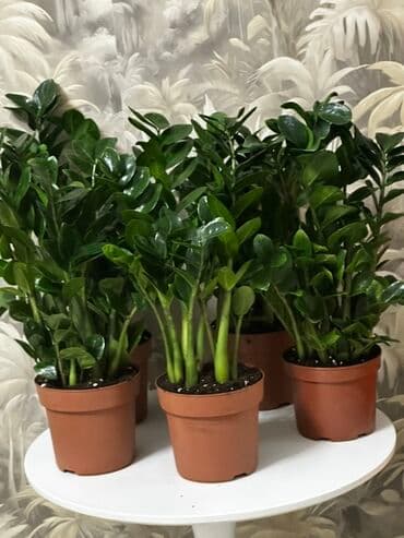 комнатная роза: 💚 ПРОДАЁТСЯ – Замиокулькас (Долларовое дерево)! 🌱 ✅ Высота: 55–60 см — 1