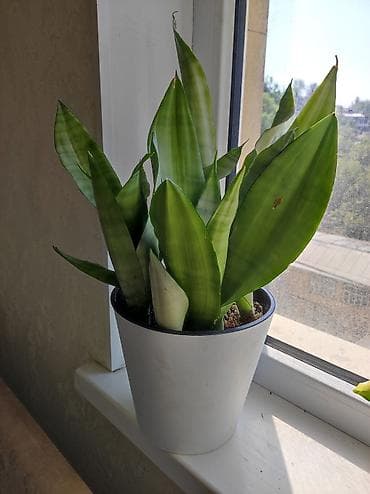 Г Ош . Сансиеверия