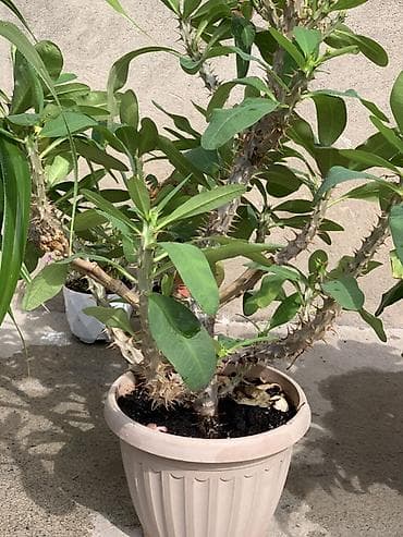 каучук: Комнатные растения в декоративных кашпо 1) Фикус эластика (каучуковое — 3