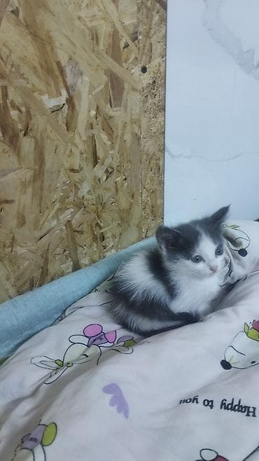 Котёнок, окраса черно-белый (двухцветный), пушистая шёрстка средней at lalafo.kg Котёнок, окраса черно-белый (двухцветный), пушистая шёрстка средней