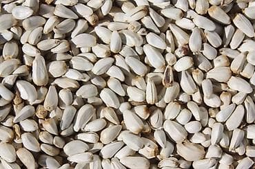 Продаю сафлор