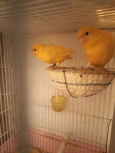 продажа кормов для сельскохозяйственных животных: Канарейки жёлтого окраса в клетке - Птицы: пара канареек насыщенного — 2