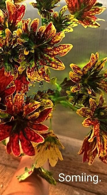 алма яблока: Открыта продажа сортовых КОЛЕУСОВ. цена за срез 100 сом.В коллекции — 9