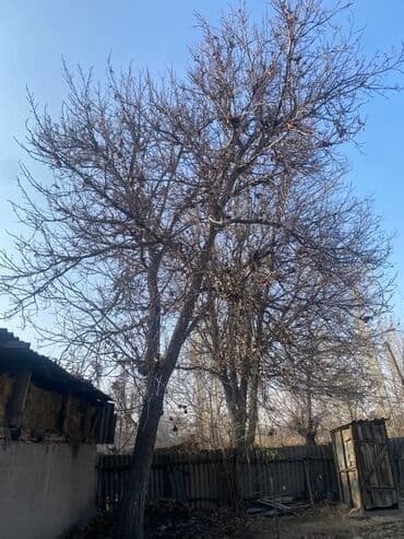 покупаю дом: Спил дерева на участке — профессионально и безопасно Предлагается — 2