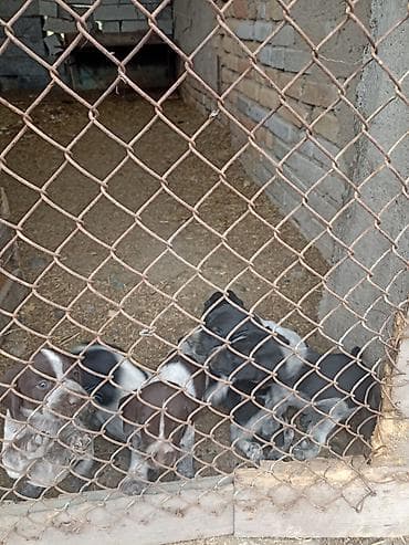 выгул собак бишкек: Щенки охотничьей породы (тип окраса: черно-пегий и коричнево-пегий) — 2